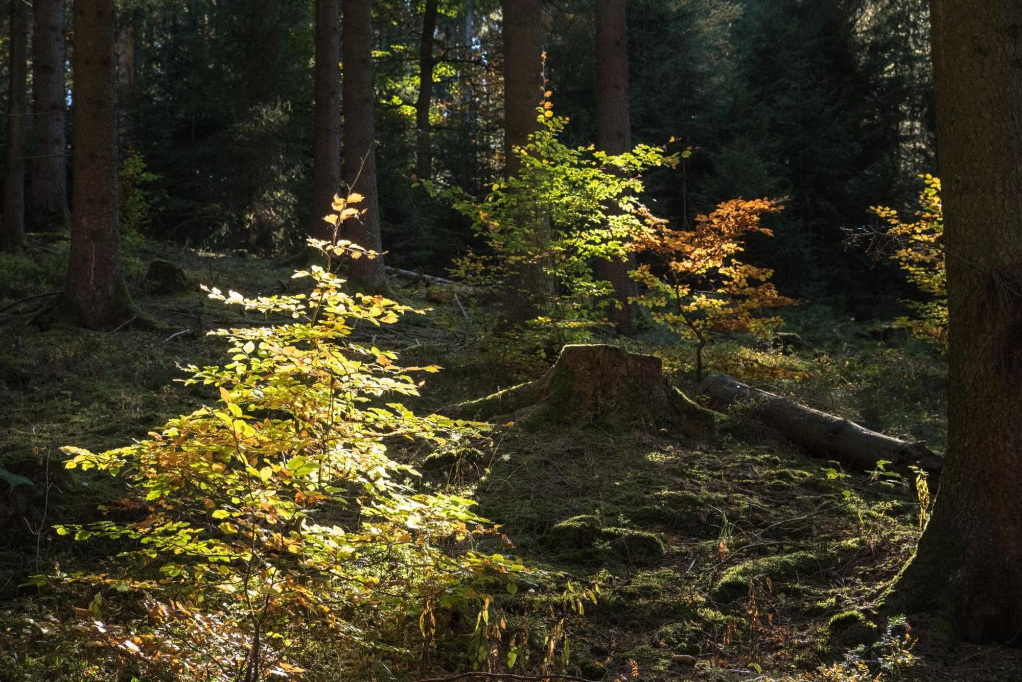 Holzhaus Onkel Fritz Mit Sauna Und Whirlwanne Esch  Exteriör bild